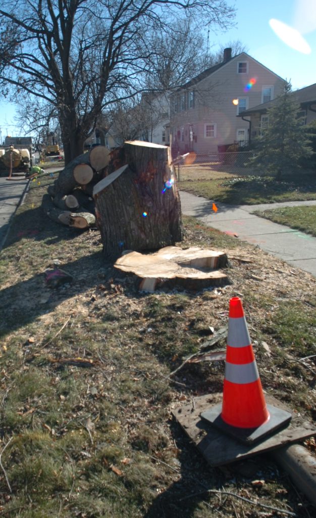These trees have been removed between Mitchell and Wolcott streets on Janesville's south side in preparation for reconstruction of Center Avenue set to begin in the spring. Dan Plutchak/JNR photo