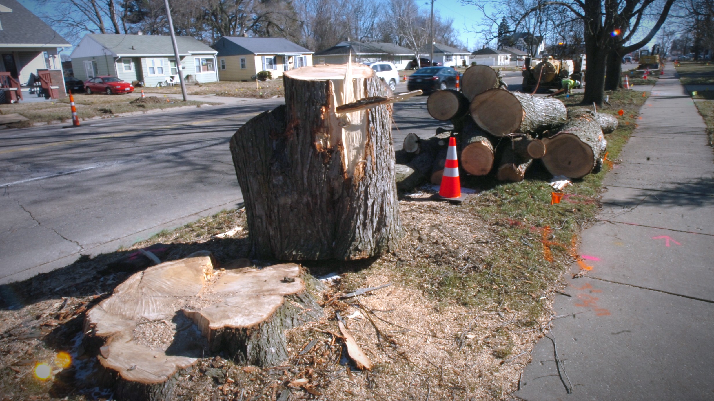 These trees have been removed between Mitchell and Wolcott streets on Janesville's south side in preparation for reconstruction of Center Avenue set to begin in the spring. Dan Plutchak/JNR photo
