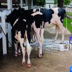 Schedule: Here’s what happening this week at the 2025 Rock County 4-H Fair